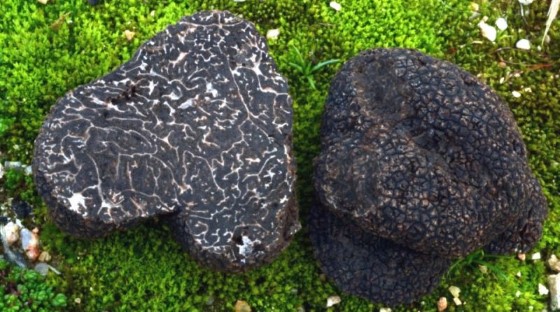 Černé lanýže produkují stejnou látku jako kakao, zdroj: antropocene.it